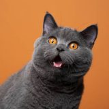 котка