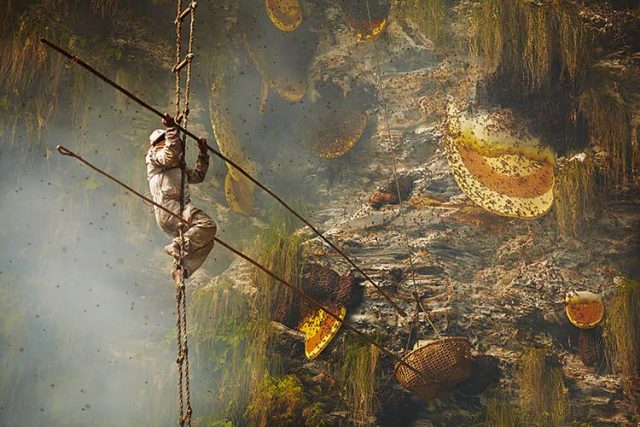 climb-for-honey