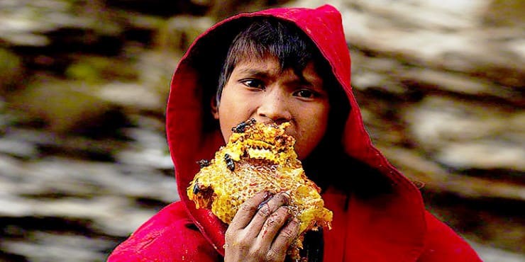 honey-hunters.jpg