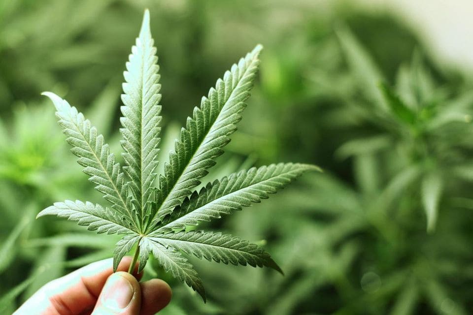 marijuana-thailand.jpg