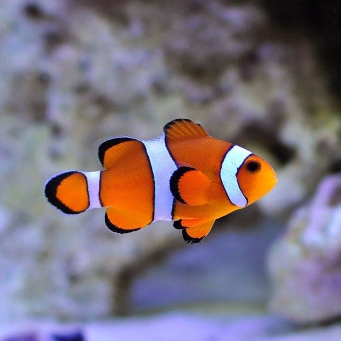 ocellaris-clownfish.jpg