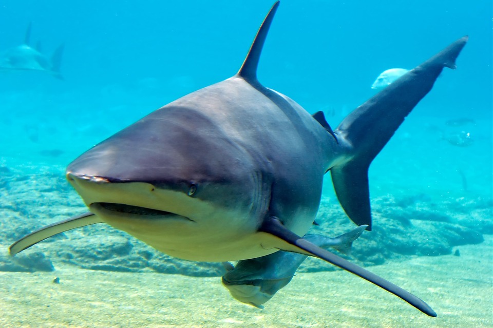 shark.jpg