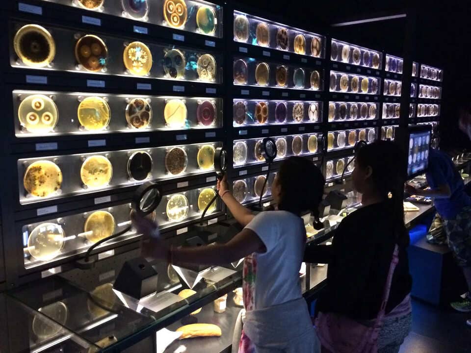yong-amsterdams-microbe-museum.jpg