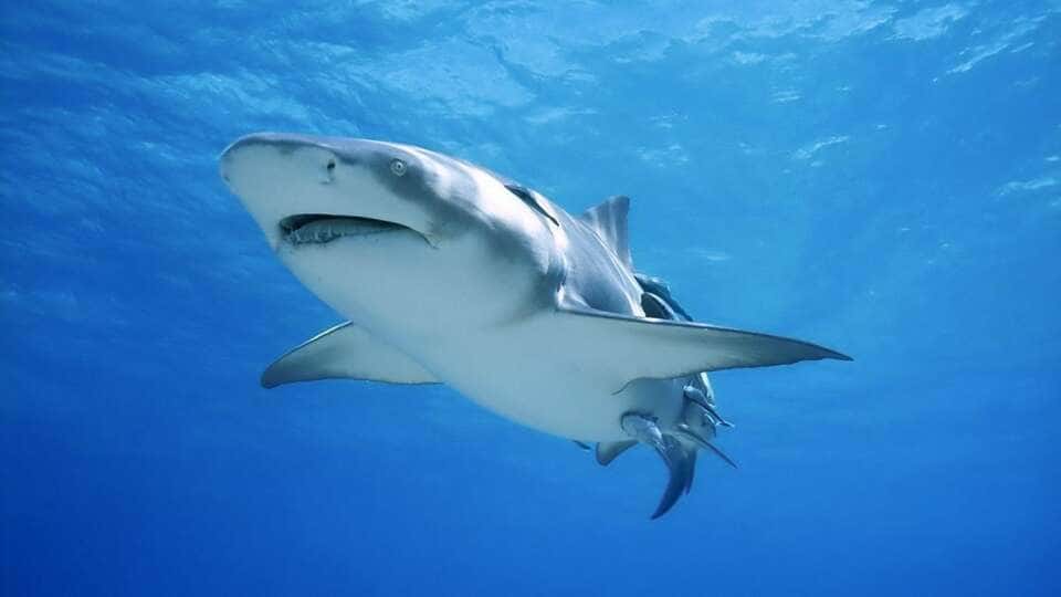 bull-shark.jpg