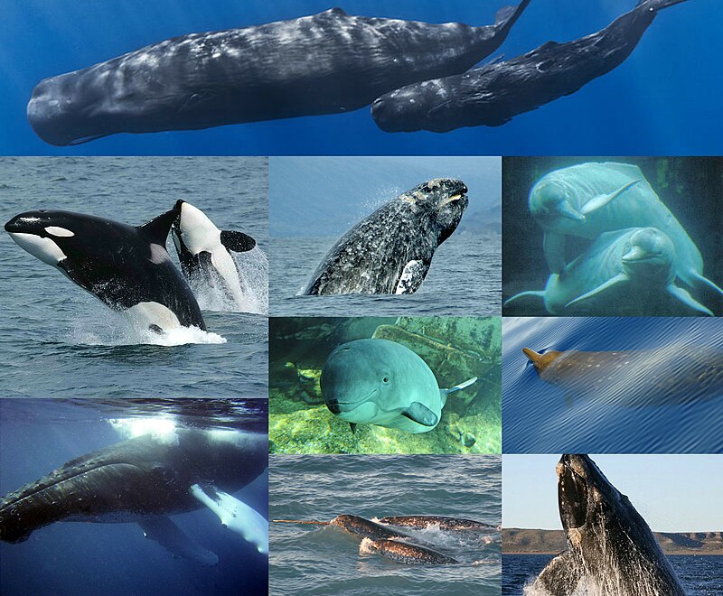 delfin_kit.jpg