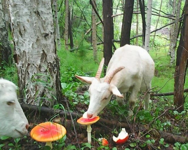 коза