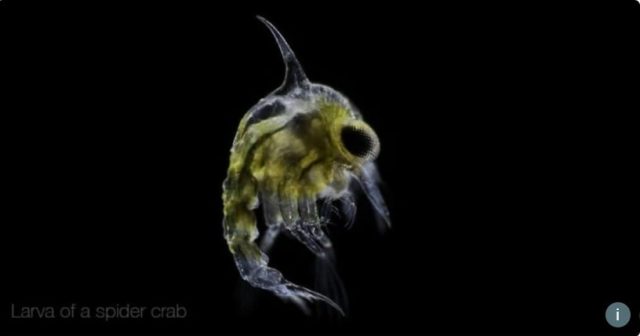 ларва рак паяк