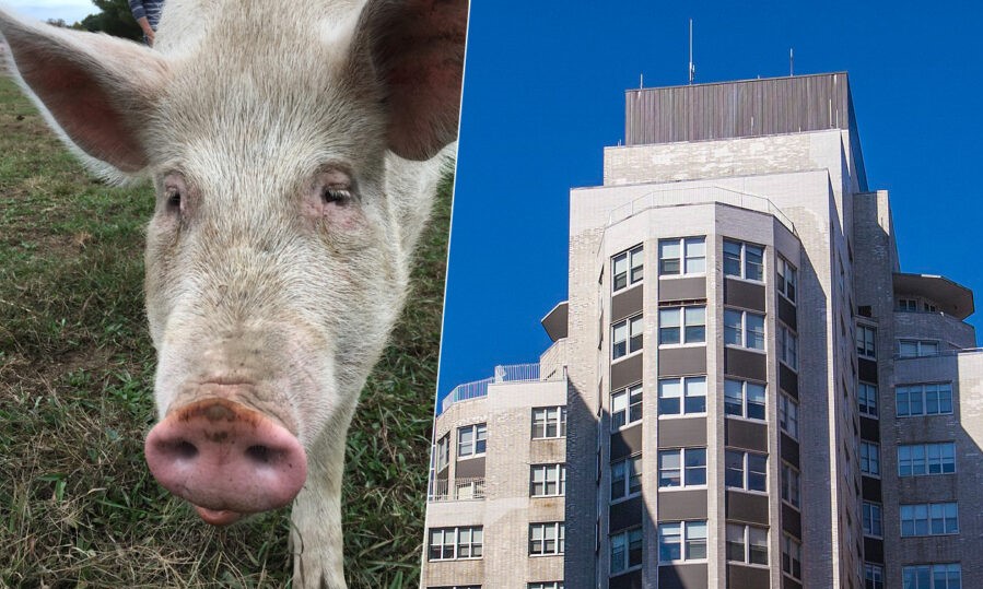 pig1.jpg