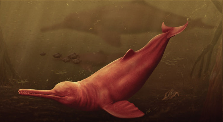 platanistoidea.jpg