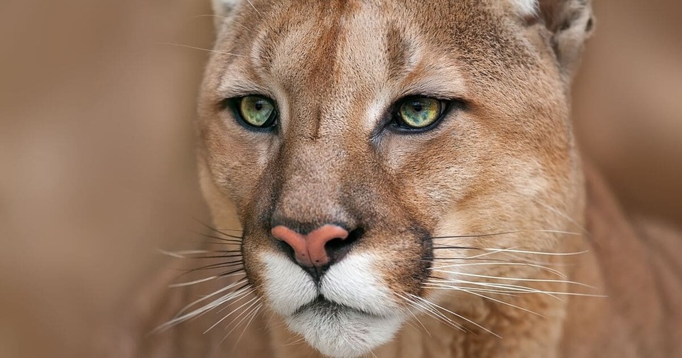 puma.jpg