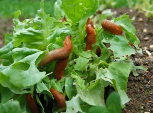 Зелена салата