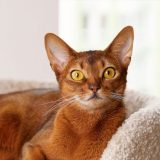 Абисинска котка