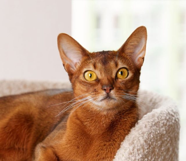 Абисинска котка