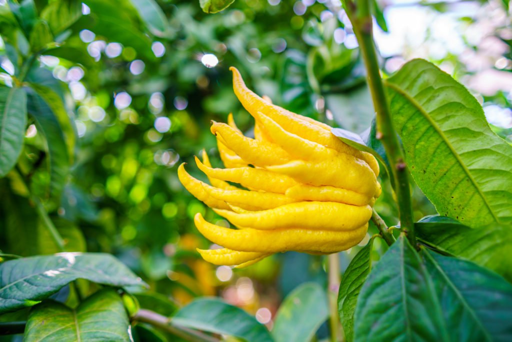 buddhas-hand-lemon.jpg