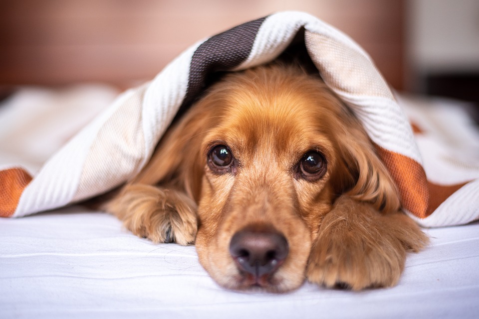 english_cocker_spaniel.jpg