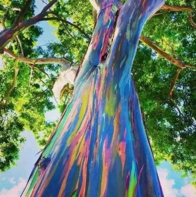 Дъгоцветен евкалипт