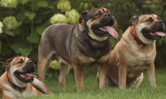 куче порода Ка Де Бо