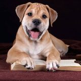 куче порода Ка Де Бо