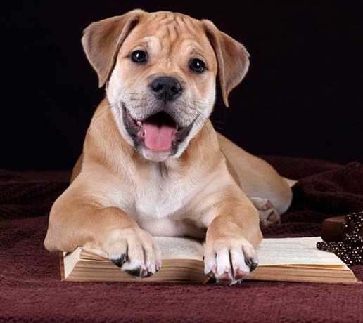 куче порода Ка Де Бо