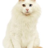 Котка порода Ван