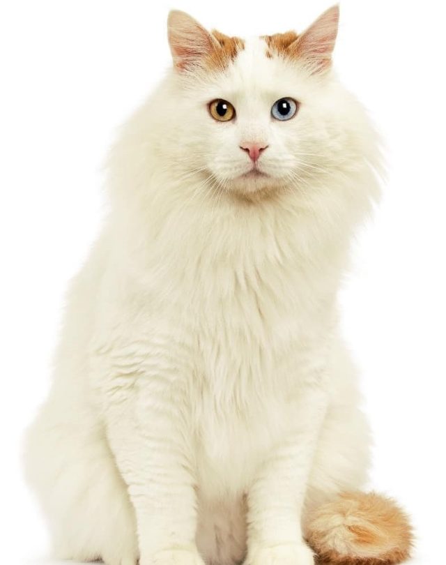 Котка порода Ван