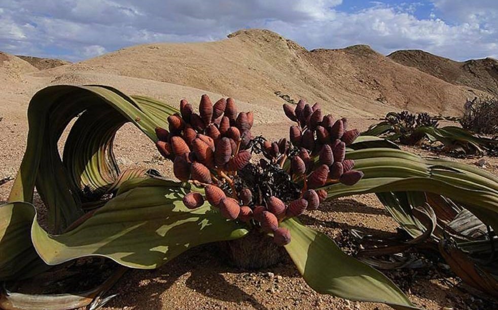 welwitschia1.jpg