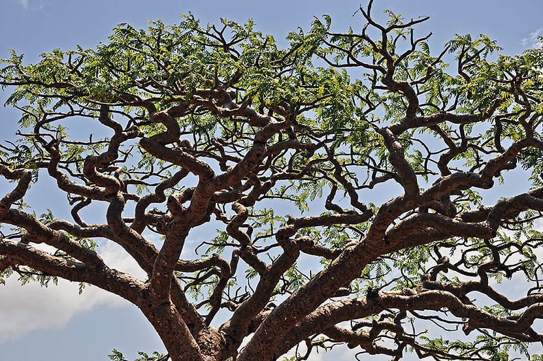 boswellia-socotrana.jpg