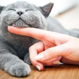 котка