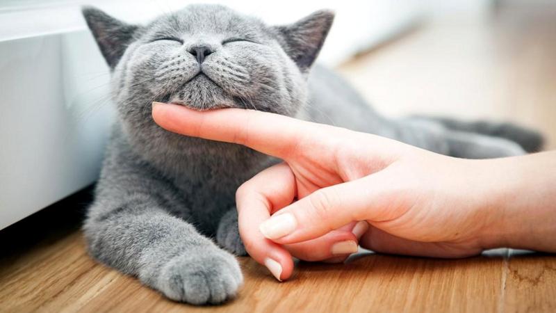 cats3.jpg