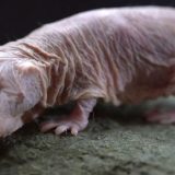 голи къртици