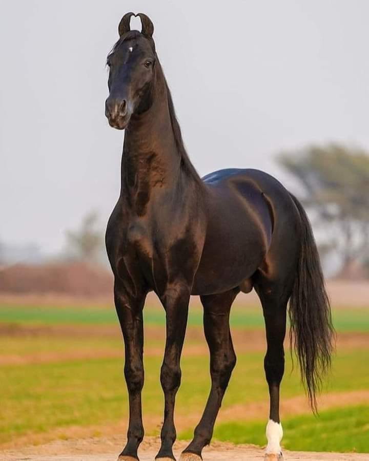 horse.jpg