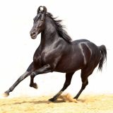 марвари кралски коне