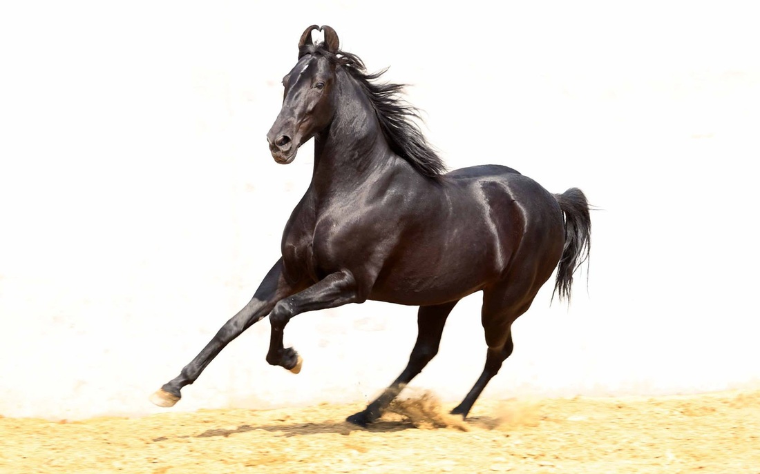 horse1.jpg