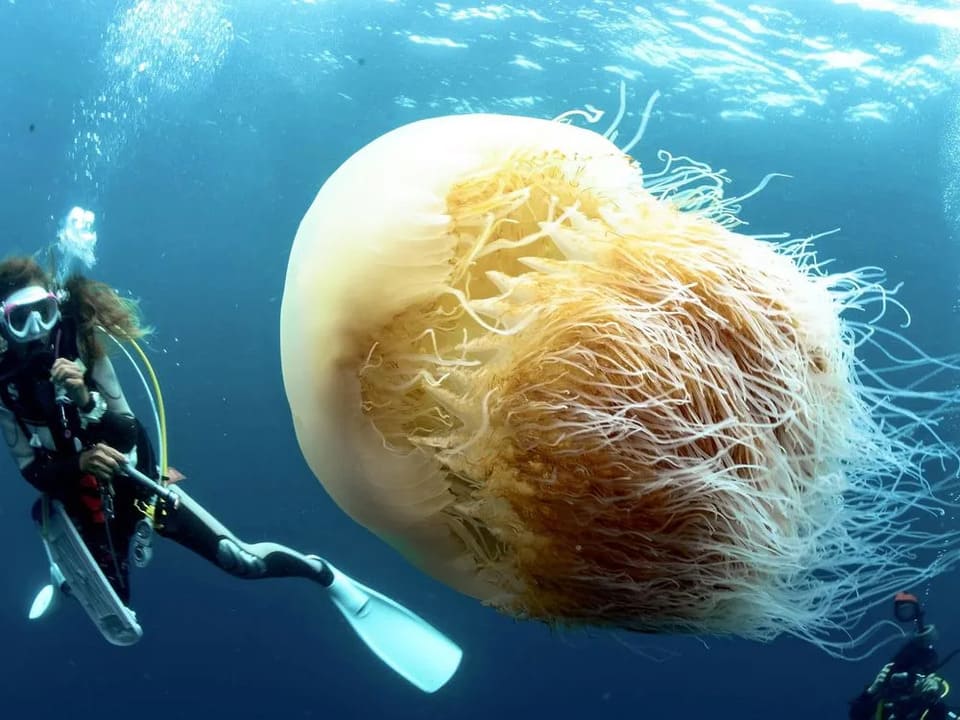 japan-jellyfish-medusa.jpg