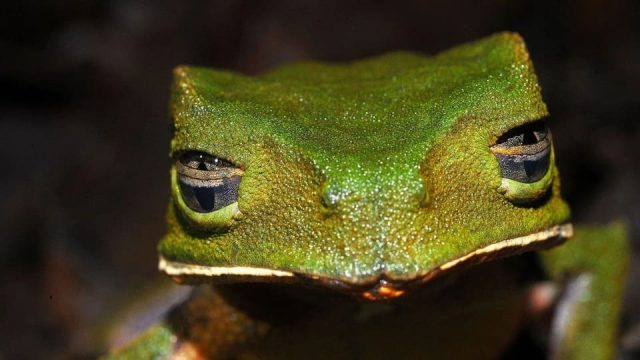 В гората има неподозирани видове жаби