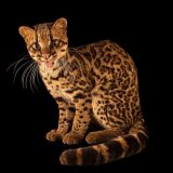 Облачна тигрова котка