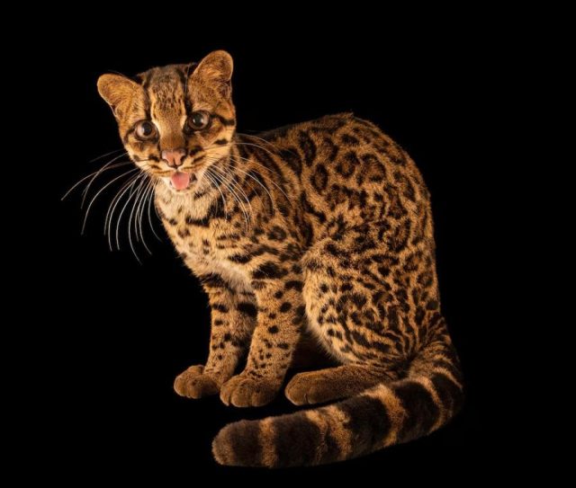 Облачна тигрова котка