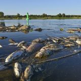 Отровн водорасло убива рибата в Полша