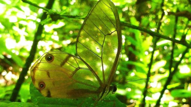 нов вид пеперуда