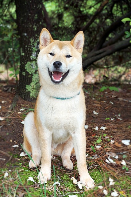 shiba-inu.jpg