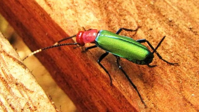 луминисцентни хлебарки