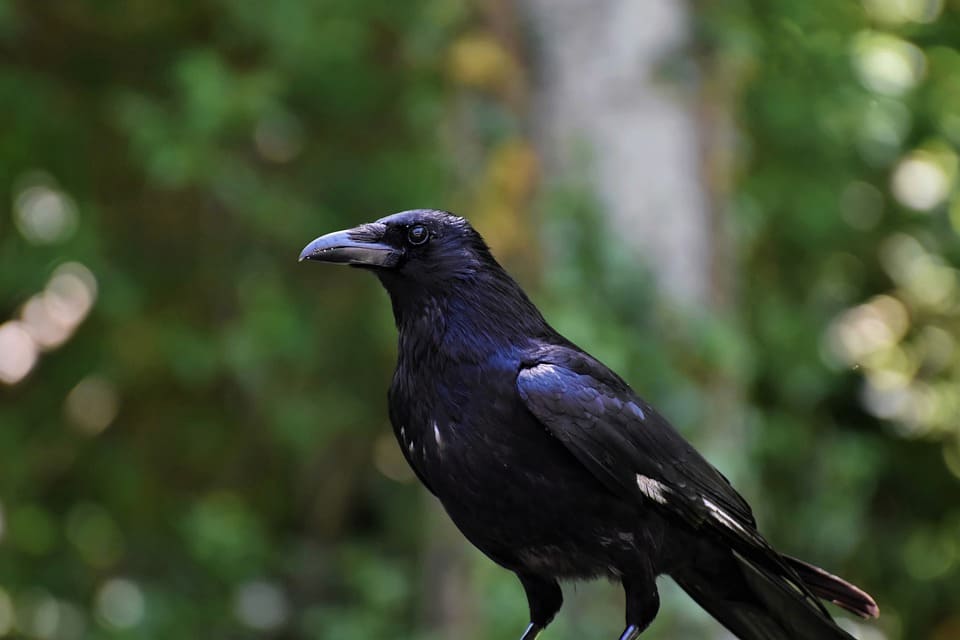 vrana-ptica.jpg