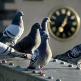 Гълъбите създават проблеми в Германия