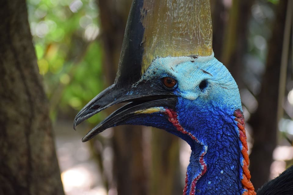 kazuar-bird.jpg