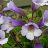 Орфеево цвете