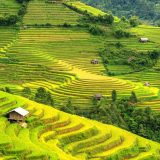 оризови тераси