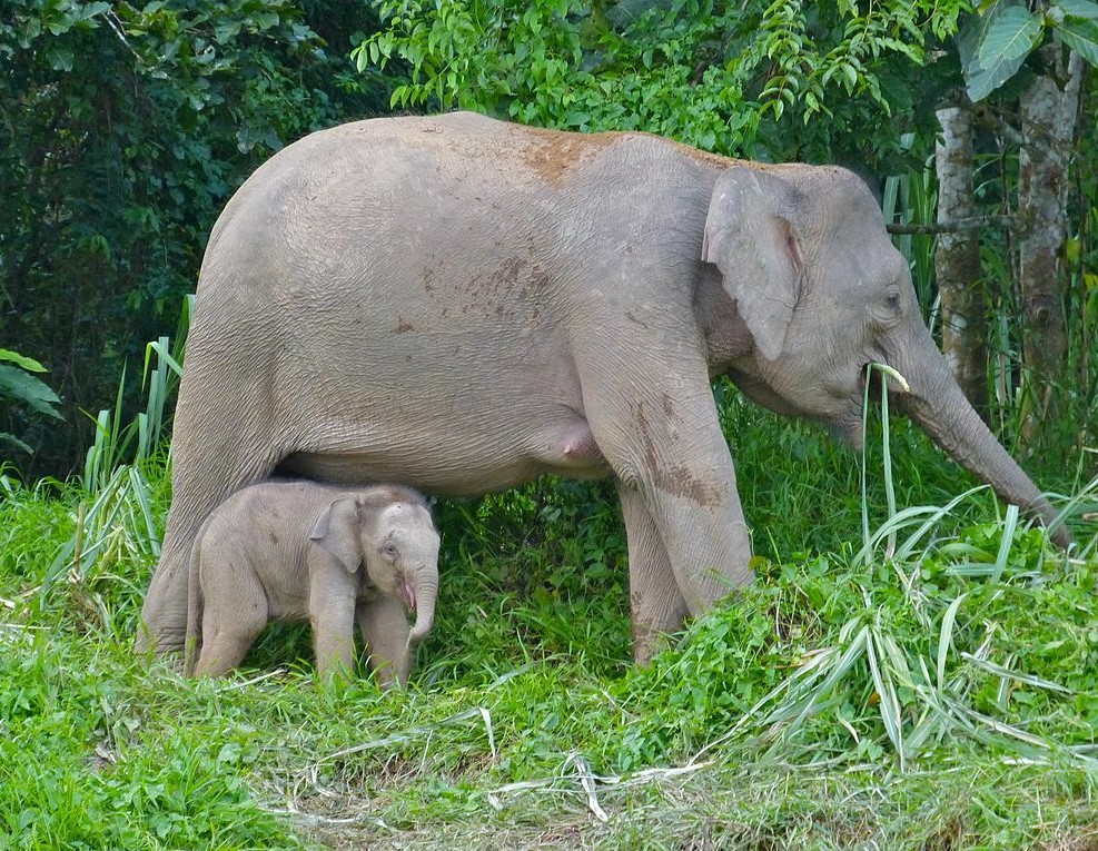 slon_borneo.jpg