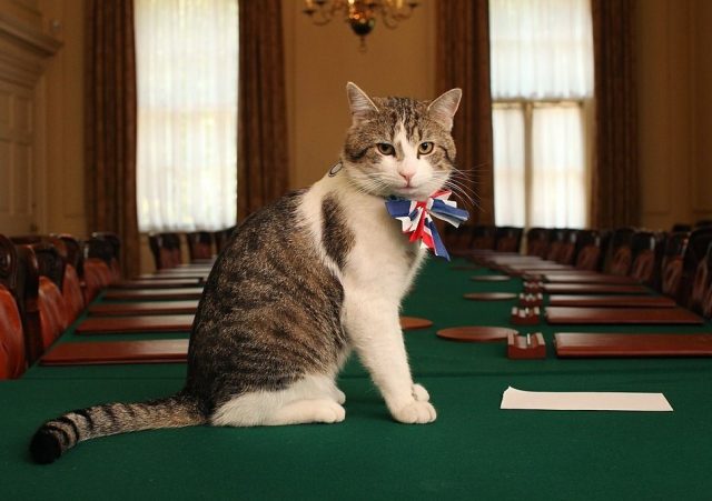 котката Лари