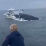 сблъсък с Гърбат кит