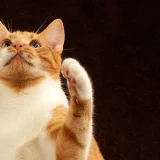 котка